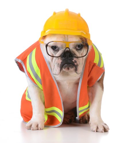 Portrait of a dog dressed as a construction worker Under Construction